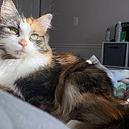 Luna joined the competition — help win amazing prizes! cat, calico_cat, feline, long_hair, pet, green_eyes, whiskers, fur, indoor, bed, blanket, cozy, portrait, closeup, relaxed, sleepy, ear, nose, domestic_cat, sunlight