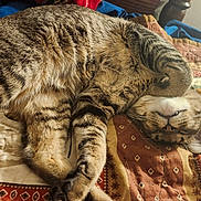 Leonardo is registered to the contest to win money with this photo: cat, tabby, sleeping, upside_down, fur, quilt, patterned_blanket, indoor, cozy, relaxed, pet, animal, whiskers, paw, cute, napping, striped, feline, resting, bed