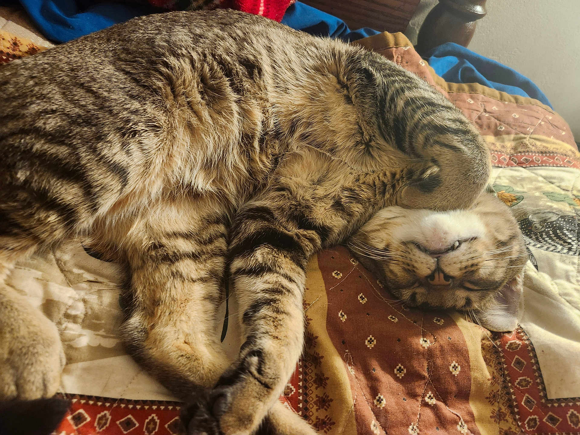 Leonardo is registered to the contest to win money with this photo: cat, tabby, sleeping, upside_down, fur, quilt, patterned_blanket, indoor, cozy, relaxed, pet, animal, whiskers, paw, cute, napping, striped, feline, resting, bed