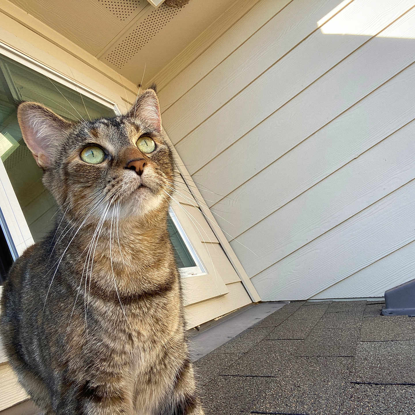 Cassie is registered to the contest to win money with this photo: cat, tabby_cat, animal, pet, outdoor, rooftop, window, building, siding, vent_pipe, sunlight, green_eyes, whiskers, fur, shingles, curious, looking_up, close_up, daylight, domestic_cat