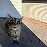 Cassie joined the competition — help win amazing prizes! cat, tabby, animal, pet, outdoor, roof, shingles, whiskers, curious, sunlight, shadow, building, siding, closeup, feline, ears, eyes, nose, daylight, texture