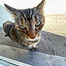 Cassie is registered to the contest to win money with this photo: cat, tabby_cat, animal, pet, whiskers, fur, outdoor, roof, shingles, window, close_up, curious, daylight, side_view, domestic_cat, ears, green_eyes, nose, portrait, nature