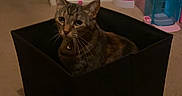 Cassie is registered to the contest to win money with this photo: cat, tabby_cat, box, storage_box, carpet, indoor, pet, feline, curious, sitting, household, wall, floor, domestic_animal, looking, collar, whiskers, ears, furniture, room