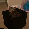 box, carpet, cat, collar, curious, domestic_animal, ears, feline, floor, furniture, household, indoor, looking, pet, room, sitting, storage_box, tabby_cat, wall, whiskers