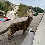 Cassie is registered to the contest to win money with this photo: cat, tabby_cat, roof, suburban, house, tree, car, sky, cloudy, outdoor, animal, pet, side_view, walking, feline, window, shingle, daytime, neighborhood, nature