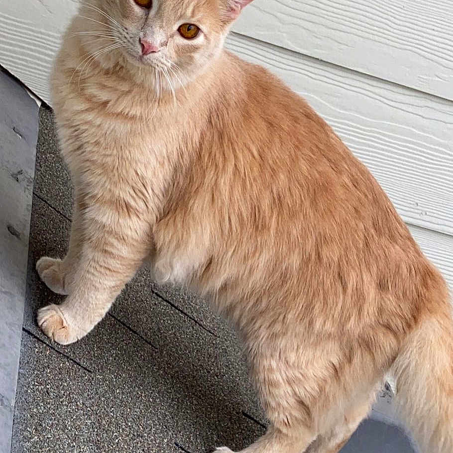Deku is registered to the contest to win money with this photo: cat, ginger_cat, animal, pet, outdoor, roof, curious, feline, fur, whiskers, ears, tail, side_view, domestic_cat, alert, texture, building, wall, daylight, portrait