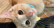 Deku is registered to the contest to win money with this photo: cat, kitten, orange_cat, pet, collar, table, wooden_table, indoor, curious, playful, feline, animal, domestic_cat, face, looking_up, whiskers, ears, collar_tag, fur, cute