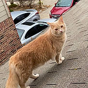 Deku joined the competition — help win amazing prizes! animal, bush, car, casual, cat, curious, daytime, domestic_animal, feline, fluffy, looking_back, orange_cat, outdoor, parked_car, pet, roof, shingles, sidewalk, suburban, tree