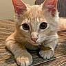 Deku is registered to the contest to win money with this photo: cat, kitten, cream_colored, indoor, wooden_table, feline, pet, curious, close_up, whiskers, ears, paws, collar, tag, domestic_animal, looking_at_camera, young_animal, cute, animal_portrait, resting