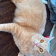 Deku joined the competition — help win amazing prizes! cat, orange_cat, pet, lying_down, carpet, toy, yellow_toy, indoor, fur, whiskers, curious_look, ear, animal, domestic_cat, floor, home, cozy, playful, relaxed, close_up