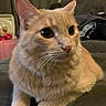 Deku is registered to the contest to win money with this photo: cat, orange_tabby, pet, feline, close_up, indoor, curious, whiskers, fur, resting, big_eyes, soft_lighting, domestic_animal, cute, animal_portrait, cozy, household, background_blur, tabby, mammal