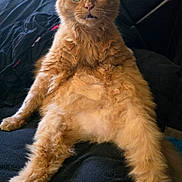 Milo is registered to the contest to win money with this photo: cat, orange_cat, fluffy_fur, sitting, wide_eyes, indoor, black_background, curly_fur, pet, feline, relaxed, cute, funny_pose, animal, whiskers, ears, nose, fur_texture, closeup, domestic_animal