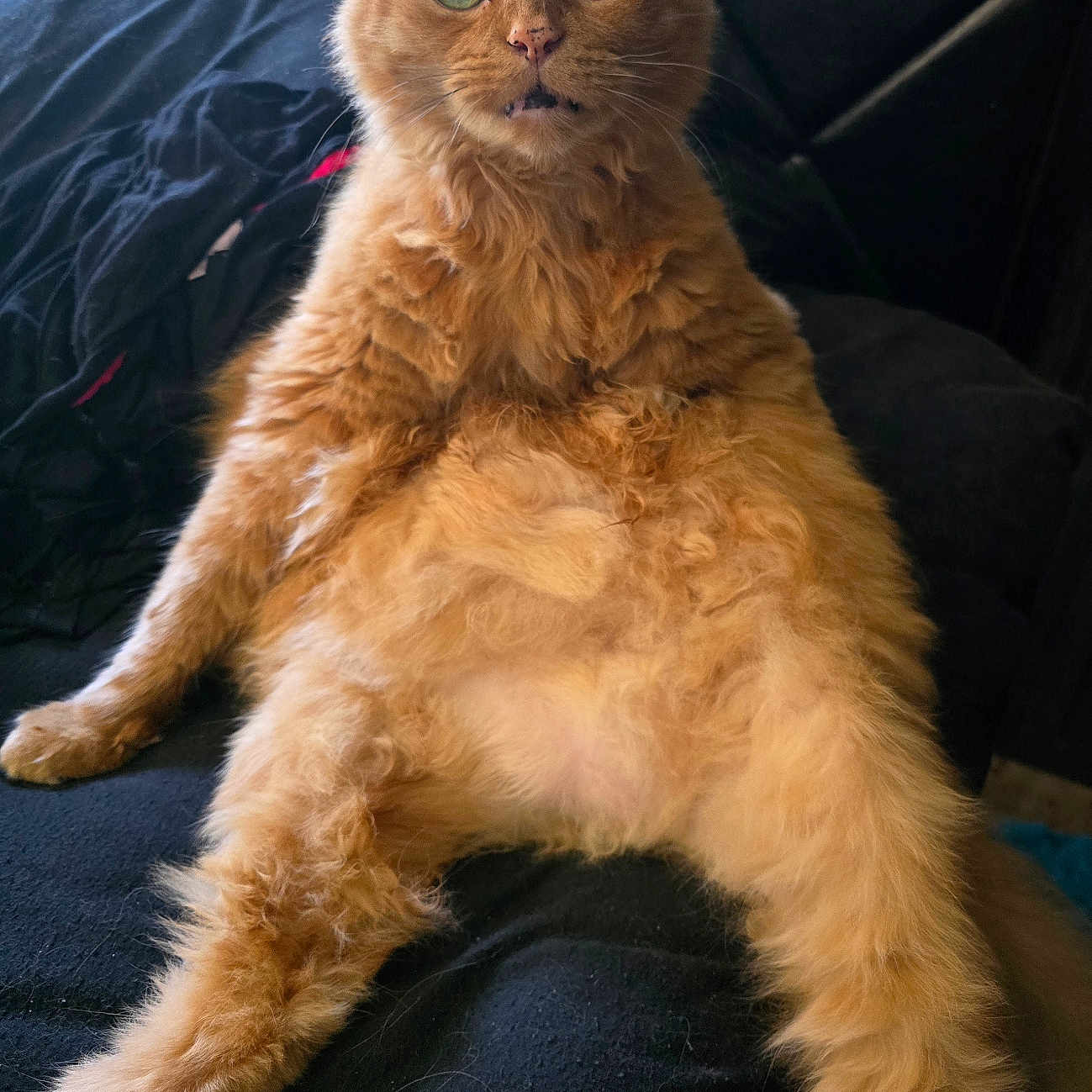 Milo is registered to the contest to win money with this photo: animal, black_background, cat, closeup, curly_fur, cute, domestic_animal, ears, feline, fluffy_fur, funny_pose, fur_texture, indoor, nose, orange_cat, pet, relaxed, sitting, whiskers, wide_eyes