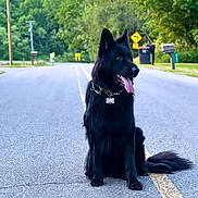 Loki is registered to the contest to win money with this photo: dog, black_dog, sitting, road, suburban, trees, greenery, mailbox, leash, tongue_out, ears_up, outdoor, pet, animal, quiet, daytime, nature, street, canine, calm
