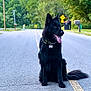 dog, black_dog, sitting, road, suburban, trees, greenery, mailbox, leash, tongue_out, ears_up, outdoor, pet, animal, quiet, daytime, nature, street, canine, calm