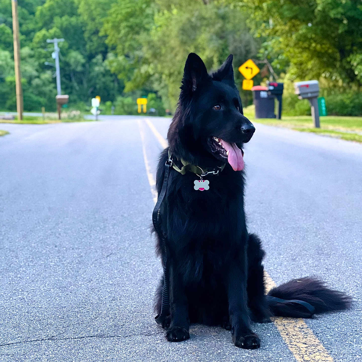 Loki is registered to the contest to win money with this photo: animal, black_dog, calm, canine, daytime, dog, ears_up, greenery, leash, mailbox, nature, outdoor, pet, quiet, road, sitting, street, suburban, tongue_out, trees