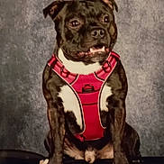 Vasco a rejoint le concours — aidez-le/la à gagner de superbes lots ! alert, animal, black_and_white, canine, companion, cute, dog, domestic, ears, friendly, fur, indoor, mouth, nose, paws, pet, portrait, red_harness, sitting, studio_background