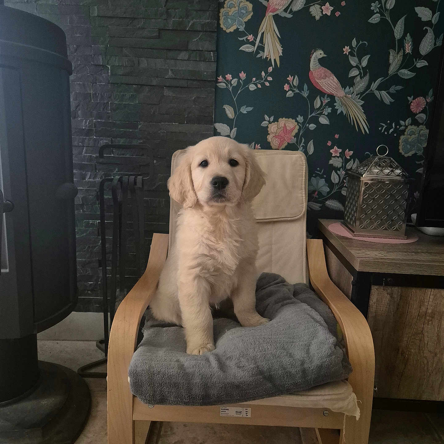 Vanille participe au concours pour gagner de l'argent avec cette photo : animal, bird, box, canine, chair, desk, dog, dogbed, furniture, person, pet, puppy, rockingchair, sitting, table, whitedog