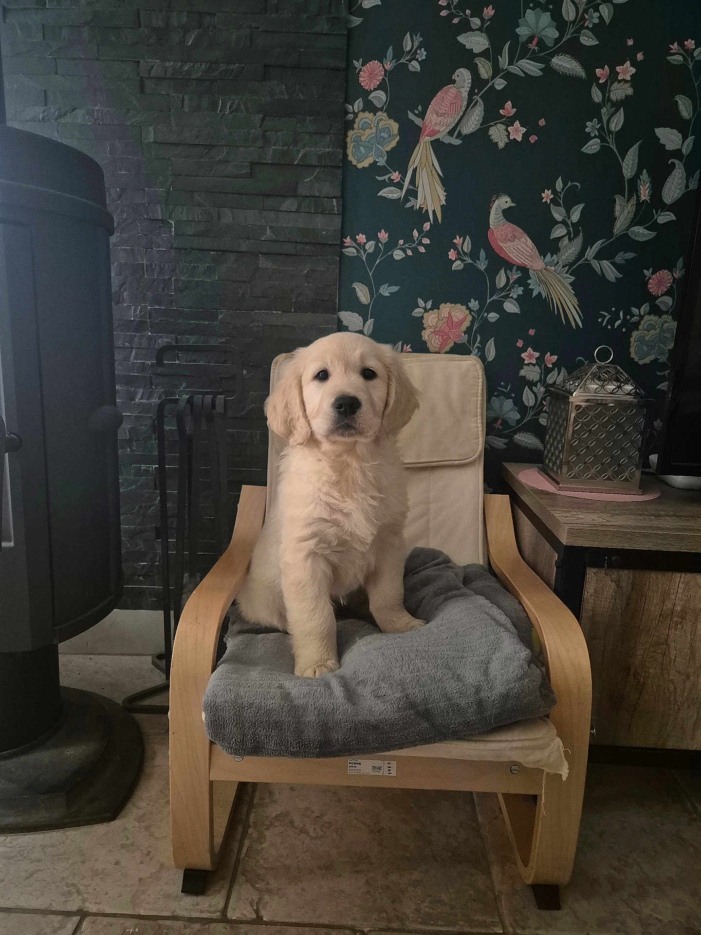 Vanille participe au concours pour gagner de l'argent avec cette photo : animal, bird, box, canine, chair, desk, dog, dogbed, furniture, person, pet, puppy, rockingchair, sitting, table, whitedog