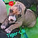 Tiger-Lili