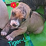 adorable, animal, closeup, colorful_background, cute, dog, eyes, face, flower_sticker, fur, green_surface, name_text, paw, pet, puppy, resting, small, snout, text_overlay, young