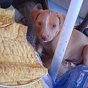 Diamond is registered to the contest to win money with this photo: puppy, dog, brown, white_stripe, pole, yellow_quilt, blue_bottle, indoor, pet, cute, animal, floor, resting, young_dog, household_items, fabric, plastic, canine, small, domestic