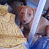 puppy, dog, brown, white_stripe, pole, yellow_quilt, blue_bottle, indoor, pet, cute, animal, floor, resting, young_dog, household_items, fabric, plastic, canine, small, domestic