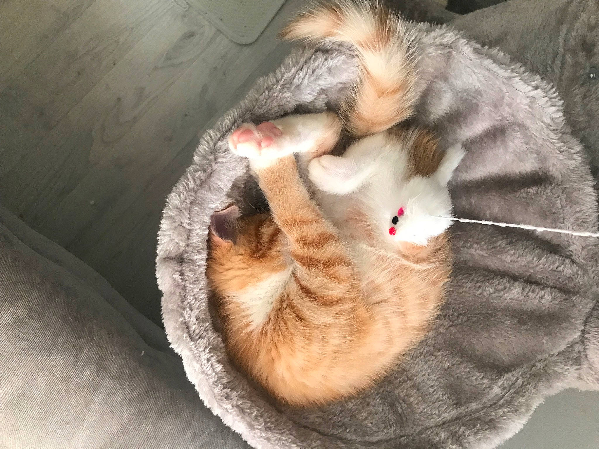 Cheese is registered to the contest to win money with this photo: carnivore, cat, cat_bed, cat_furniture, cat_supply, claw, comfort, domestic_short_haired_cat, ear, fawn, felidae, fur, nap, paw, sleep, small_to_medium_sized_cats, snout, tail, tree, whiskers