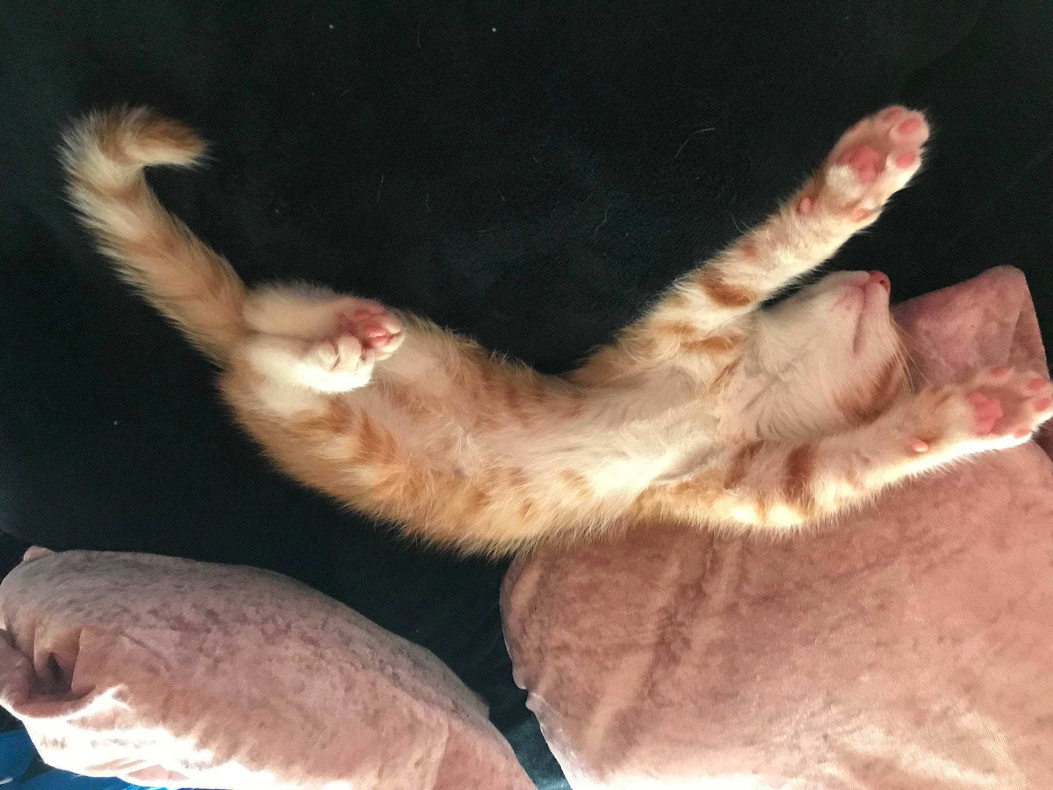 Cheese is registered to the contest to win money with this photo: canidae, carnivore, claw, comfort, companion_dog, dog_breed, ear, fawn, felidae, fur, gesture, nap, paw, small_to_medium_sized_cats, snout, sporting_group, tail, terrestrial_animal, whiskers, wildlife