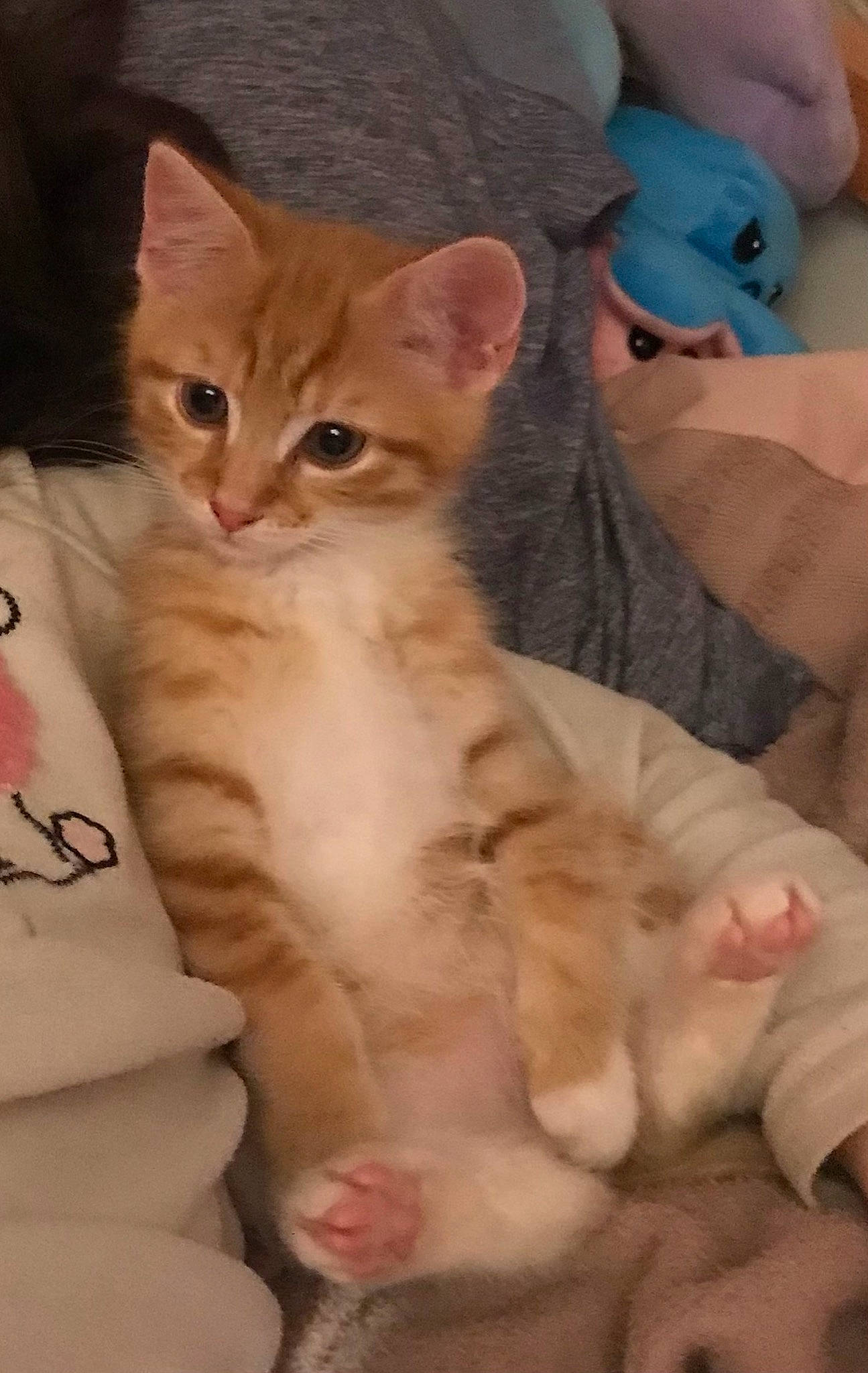 Cheese joined the competition — help win amazing prizes! carnivore, cat, claw, comfort, domestic_short_haired_cat, fawn, felidae, foot, fur, gesture, nail, paw, photo_caption, sitting, skin, small_to_medium_sized_cats, snout, tail, whiskers