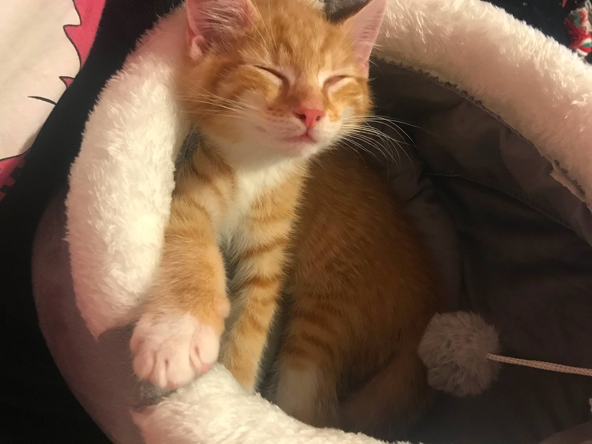 Cheese is registered to the contest to win money with this photo: box, carnivore, cat, cat_bed, cat_supply, claw, comfort, domestic_short_haired_cat, ear, fawn, felidae, fur, nap, paw, pet_supply, small_to_medium_sized_cats, snout, tail, whiskers, window