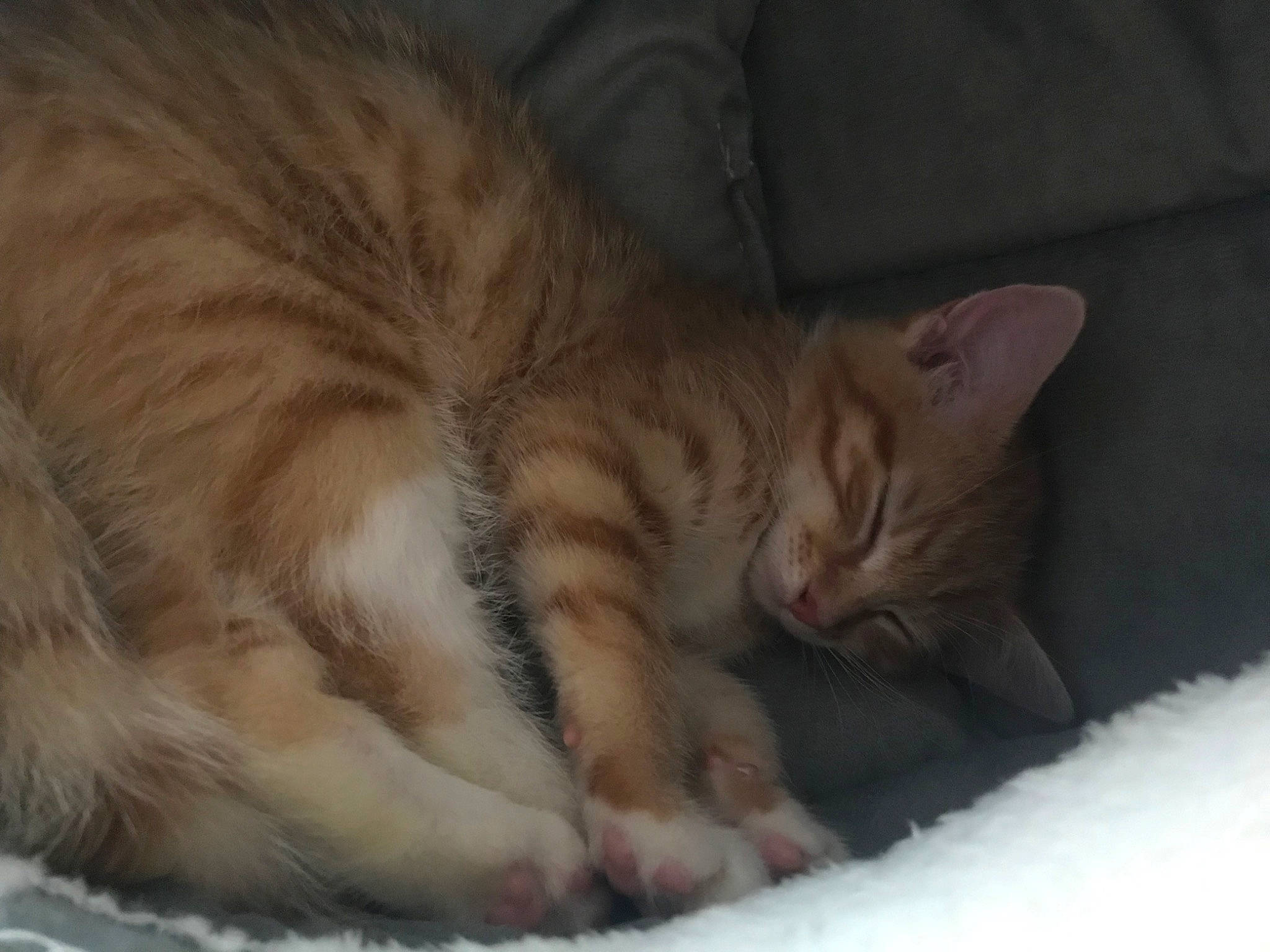 Cheese is registered to the contest to win money with this photo: carnivore, cat, cat_bed, cat_supply, claw, comfort, domestic_short_haired_cat, fawn, felidae, fur, nap, paw, sleep, small_to_medium_sized_cats, snout, snow, tail, tree, whiskers, wrinkle