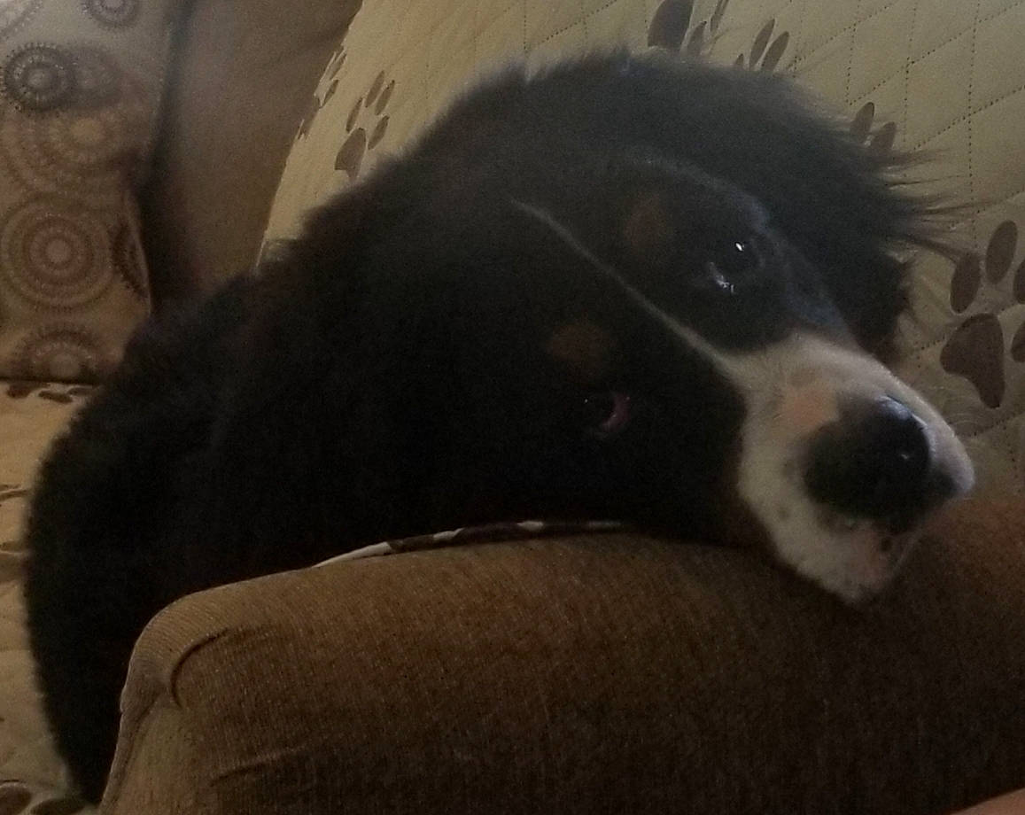 Remy joined the competition — help win amazing prizes! bernese_mountain_dog, border_collie, bored, canidae, carnivore, comfort, companion_dog, dog, dog_breed, fur, herding_dog, non_sporting_group, snout, sporting_group, terrestrial_animal, whiskers, working_animal, working_dog