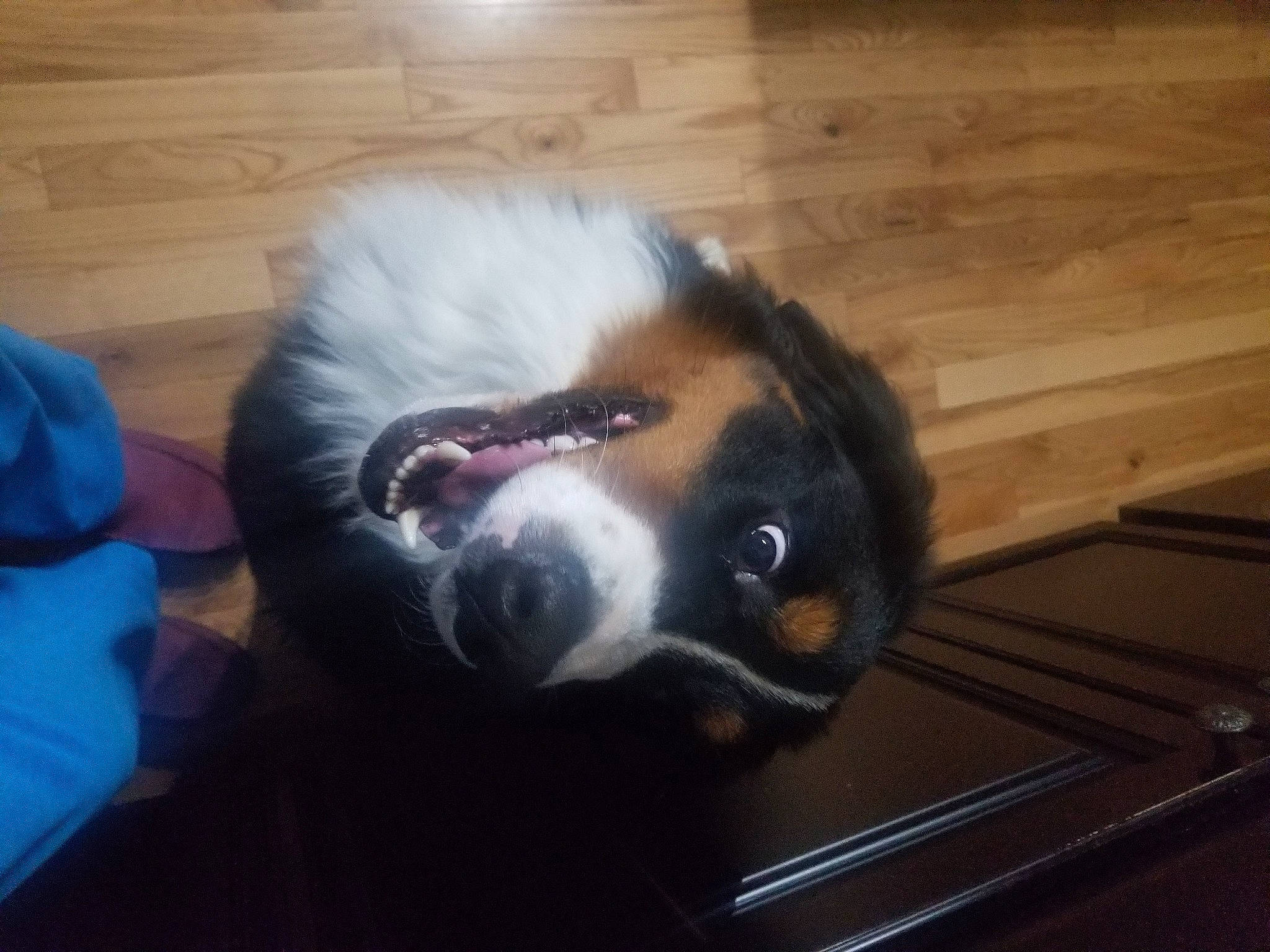 Remy joined the competition — help win amazing prizes! bernese_mountain_dog, canidae, carnivore, companion_dog, dog, dog_breed, ear, fur, hardwood, jaw, paw, plank, snout, sporting_group, varnish, whiskers, wood, wood_stain, working_animal, working_dog