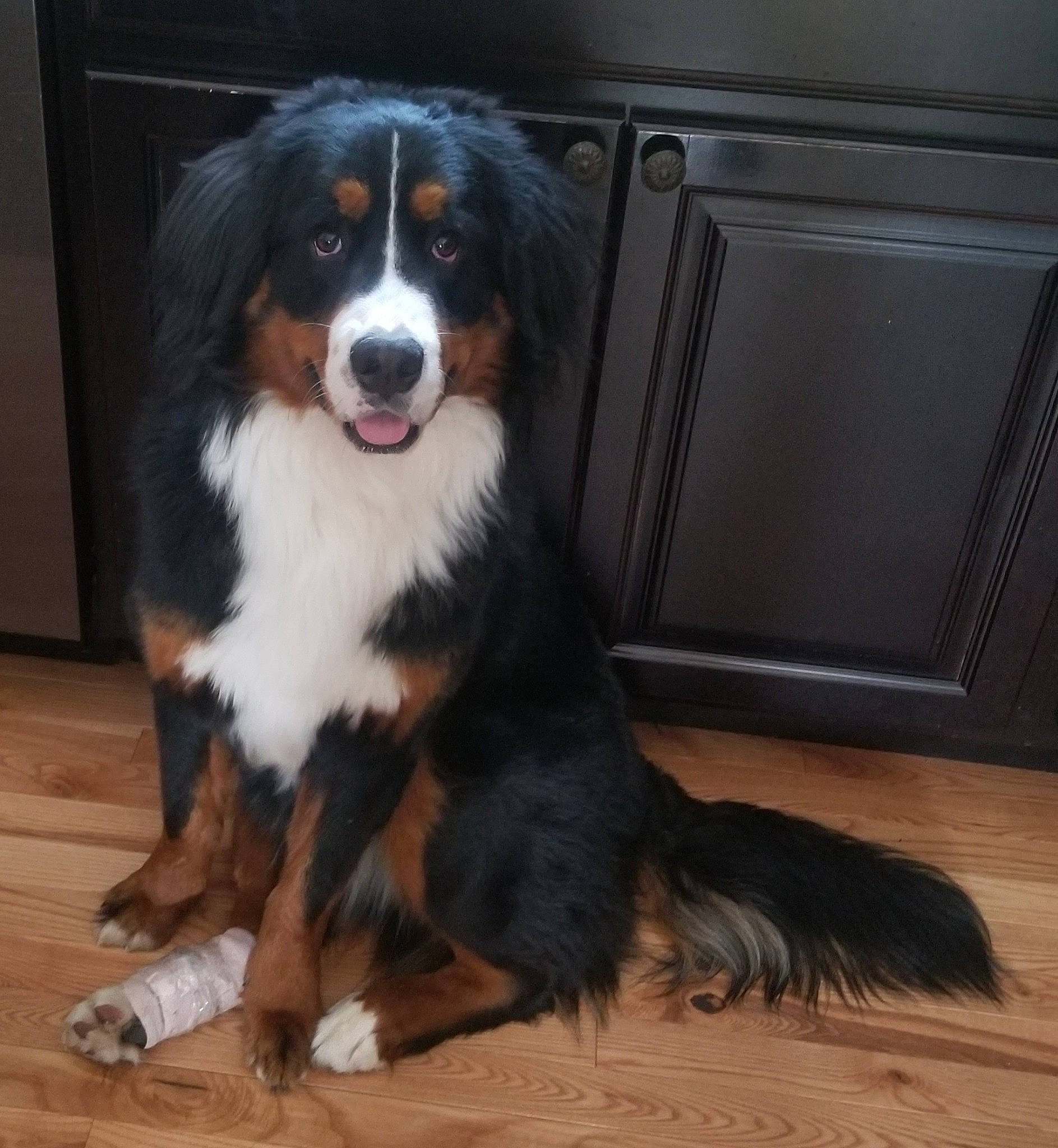 Remy joined the competition — help win amazing prizes! bernese_mountain_dog, carnivore, companion_dog, dog, dog_breed, door, flooring, fur, hardwood, herding_dog, snout, sporting_group, terrestrial_animal, varnish, wood, wood_flooring, wood_stain, working_dog