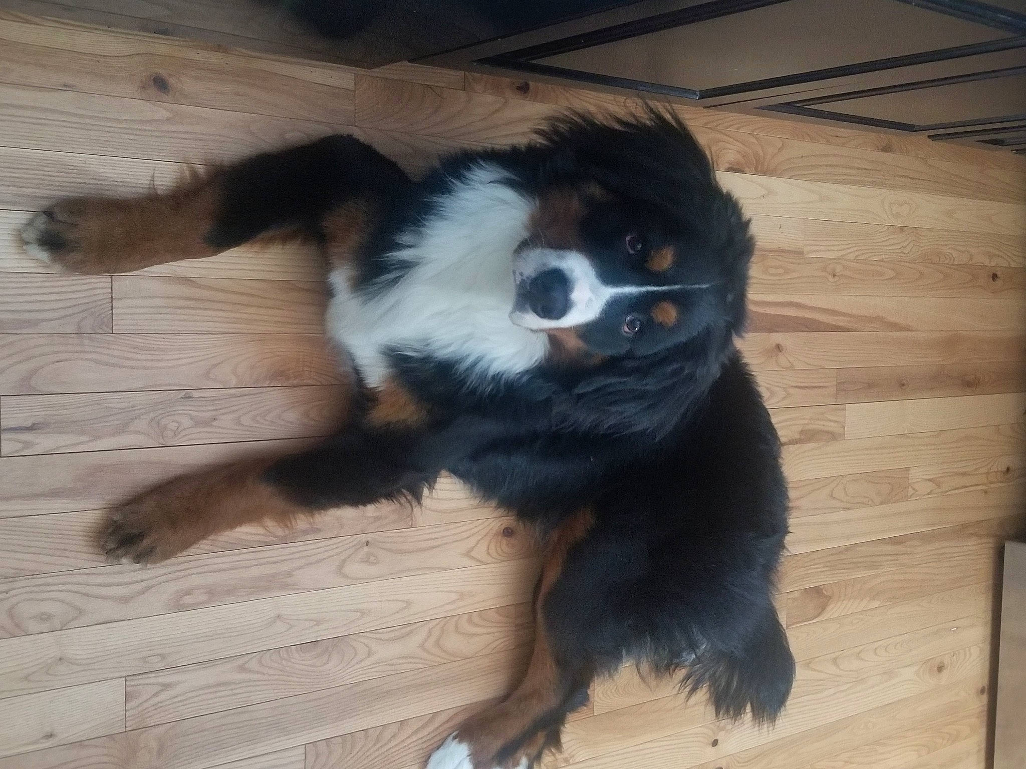 Remy joined the competition — help win amazing prizes! carnivore, claw, companion_dog, dog, dog_breed, flooring, foot, fur, hardwood, paw, snout, sporting_group, tail, terrestrial_animal, tints_and_shades, whiskers, wood, wood_stain, working_animal, working_dog