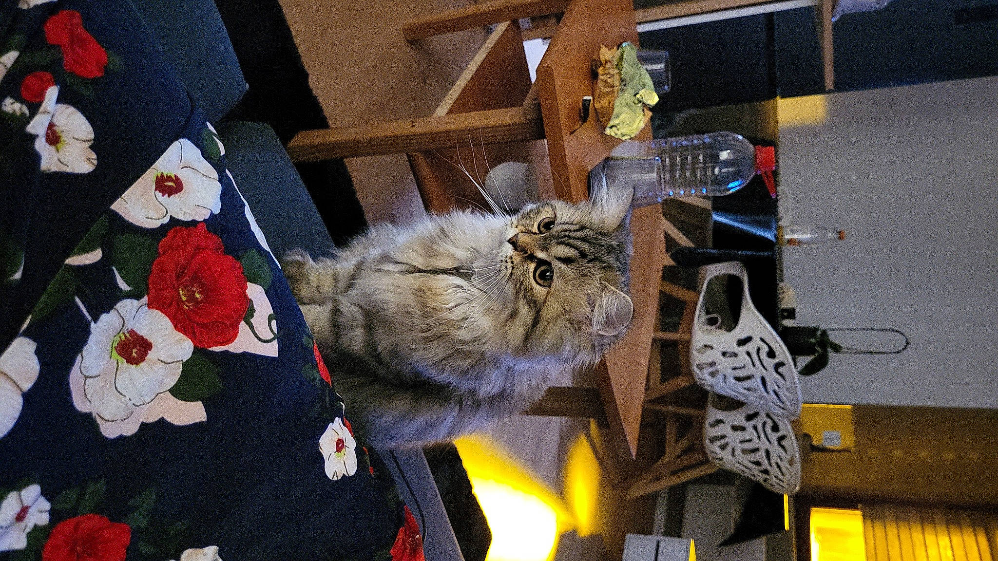 Poupette a rejoint le concours — aidez-le/la à gagner de superbes lots ! big_cats, carnivore, cat, chair, claw, companion_dog, domestic_short_haired_cat, event, felidae, fur, machine, petal, plant, room, small_to_medium_sized_cats, sporting_group, tail, tree, whiskers