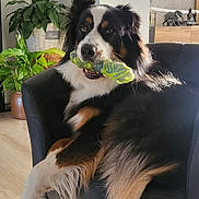 Patate a rejoint le concours — aidez-le/la à gagner de superbes lots ! dog, bernese_mountain_dog, black_armchair, indoor_plants, chew_toy, living_room, wooden_floor, home_decor, greenery, pet, furniture, relaxed, fluffy, black_white_brown_fur, sitting, toy, natural_light, cozy, domestic, animal