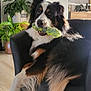 dog, bernese_mountain_dog, black_armchair, indoor_plants, chew_toy, living_room, wooden_floor, home_decor, greenery, pet, furniture, relaxed, fluffy, black_white_brown_fur, sitting, toy, natural_light, cozy, domestic, animal