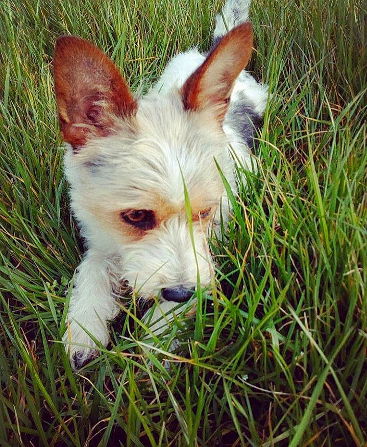 Chipie a rejoint le concours — aidez-le/la à gagner de superbes lots ! canidae, carnivore, companion_dog, dog, dog_breed, ear, grass, ibizan_hound, mammal, plant, portuguese_podengo, puppy, vertebrate