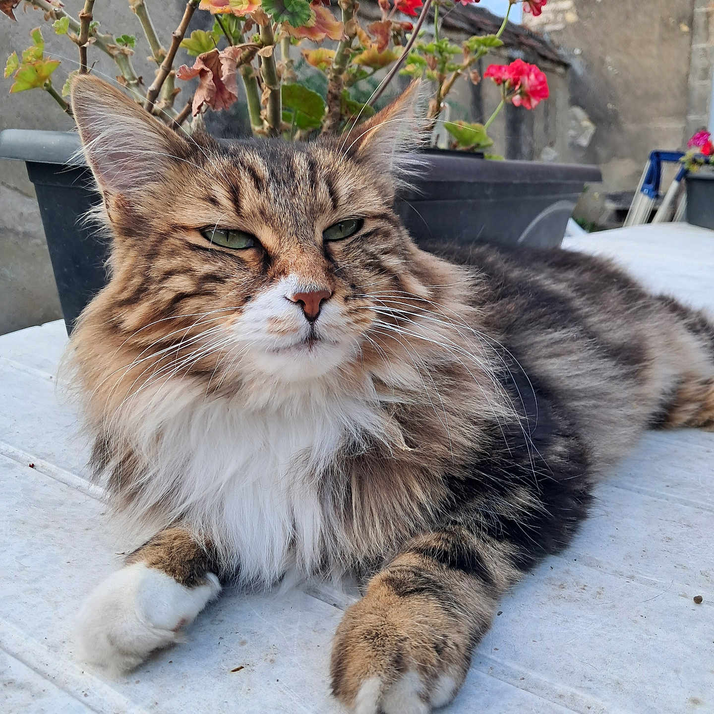 Trésor participe au concours pour gagner de l'argent avec cette photo : abyssinian, animal, cat, flower, flowerarrangement, flowerbouquet, geranium, jar, kitten, leaf, manx, pet, petal, plant, planter, pottedplant, pottery, slate, tree, vase