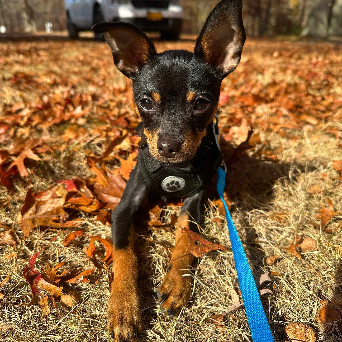 Thor joined the competition — help win amazing prizes! accessories, animal, architecture, building, canine, car, dog, grass, leaf, nature, outdoors, pet, plant, puppy, shelter, strap, transportation, tree, vegetation, vehicle