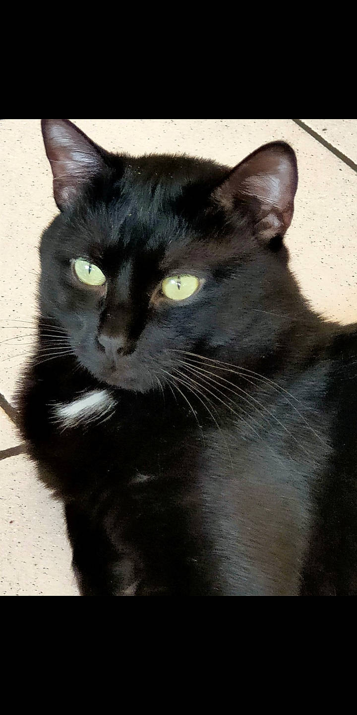 Onyx a rejoint le concours — aidez-le/la à gagner de superbes lots ! black_cat, carnivore, cat, domestic_short_haired_cat, felidae, fur, small_to_medium_sized_cats, snout, terrestrial_animal, whiskers