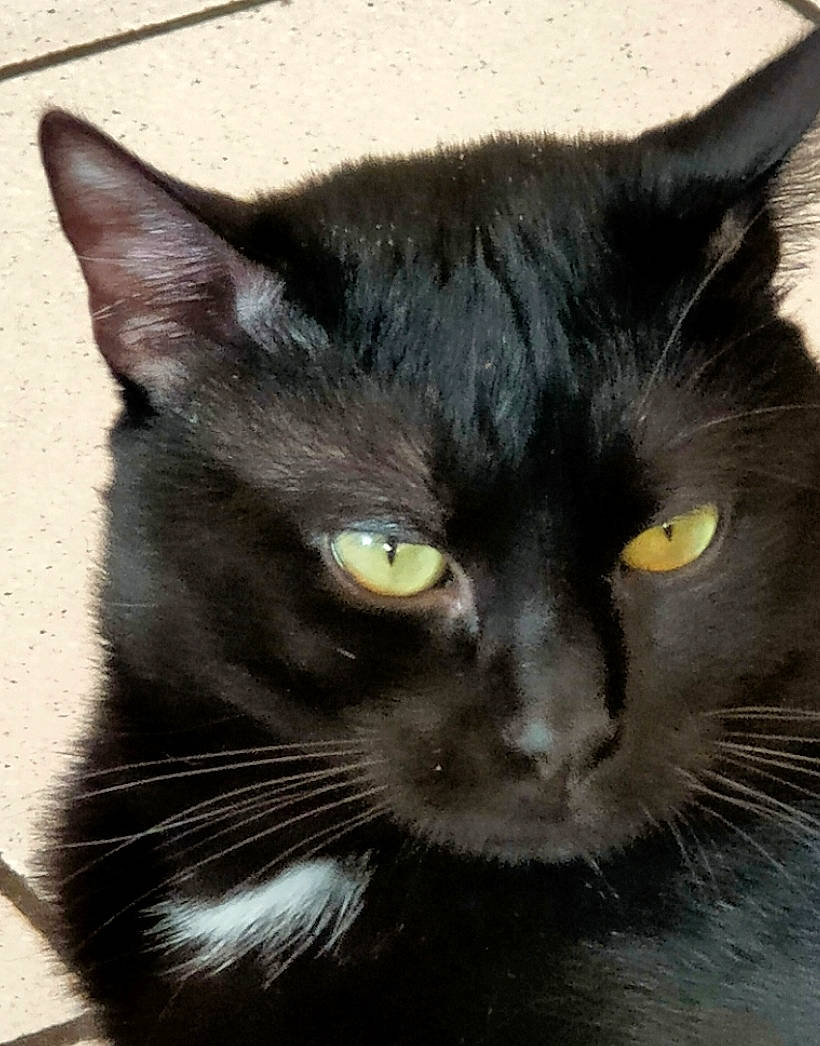 Onyx a rejoint le concours — aidez-le/la à gagner de superbes lots ! black_cat, bombay, carnivore, cat, domestic_short_haired_cat, felidae, fur, iris, small_to_medium_sized_cats, snout, terrestrial_animal, whiskers, window