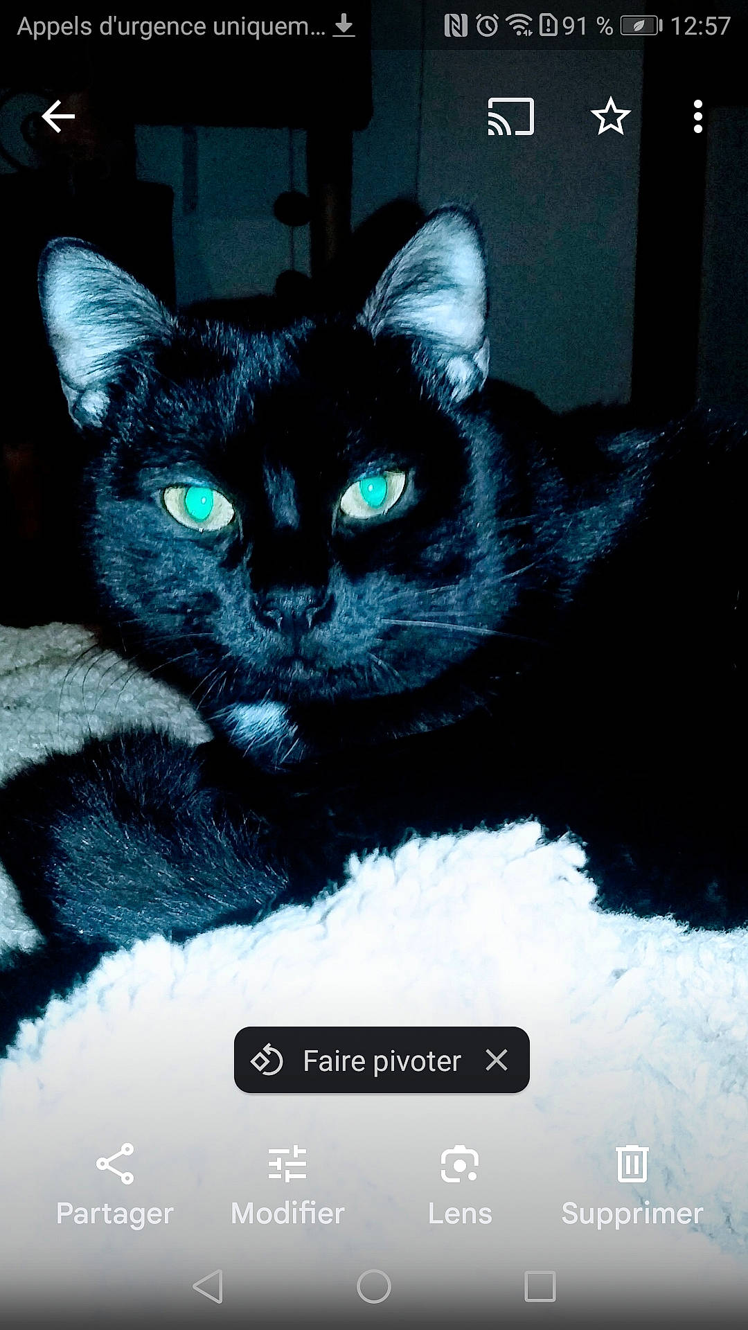 Onyx a rejoint le concours — aidez-le/la à gagner de superbes lots ! art, black_cat, bombay, carnivore, cat, domestic_short_haired_cat, electric_blue, eye, felidae, font, fur, iris, organism, paw, photo_caption, small_to_medium_sized_cats, snout, tail, terrestrial_animal, whiskers