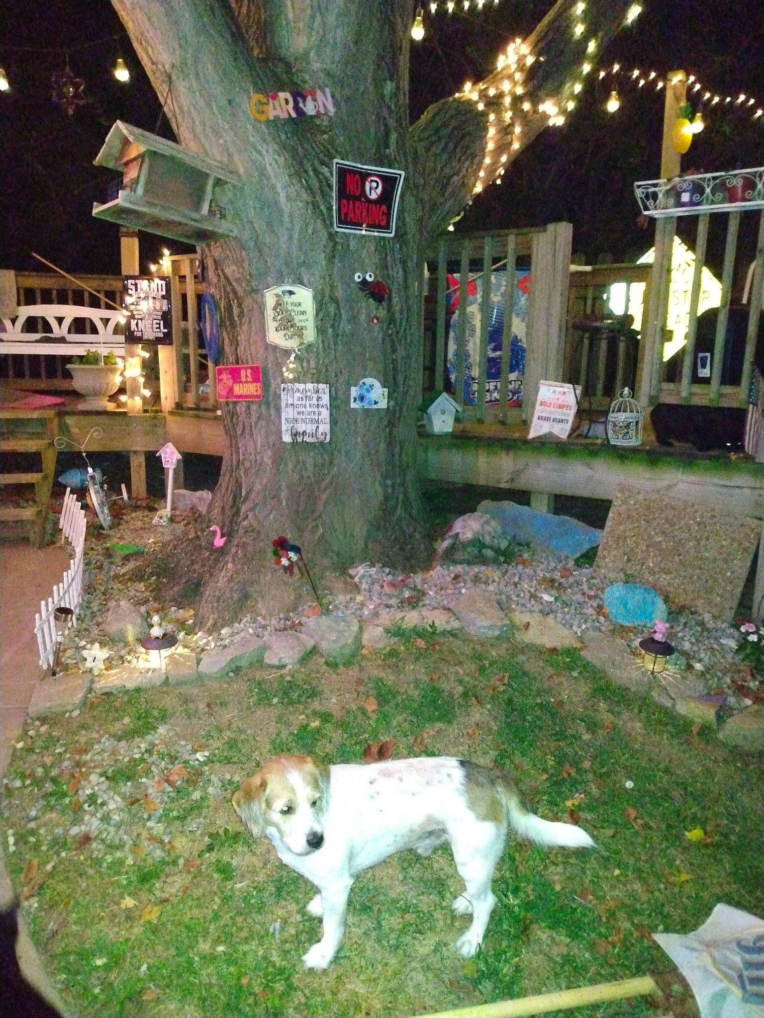 Bentley joined the competition — help win amazing prizes! canidae, carnivore, companion_dog, dog, dog_breed, event, fawn, grass, green, leisure, light, lighting, night, plant, public_space, sidewalk, sporting_group, tail, town, tree