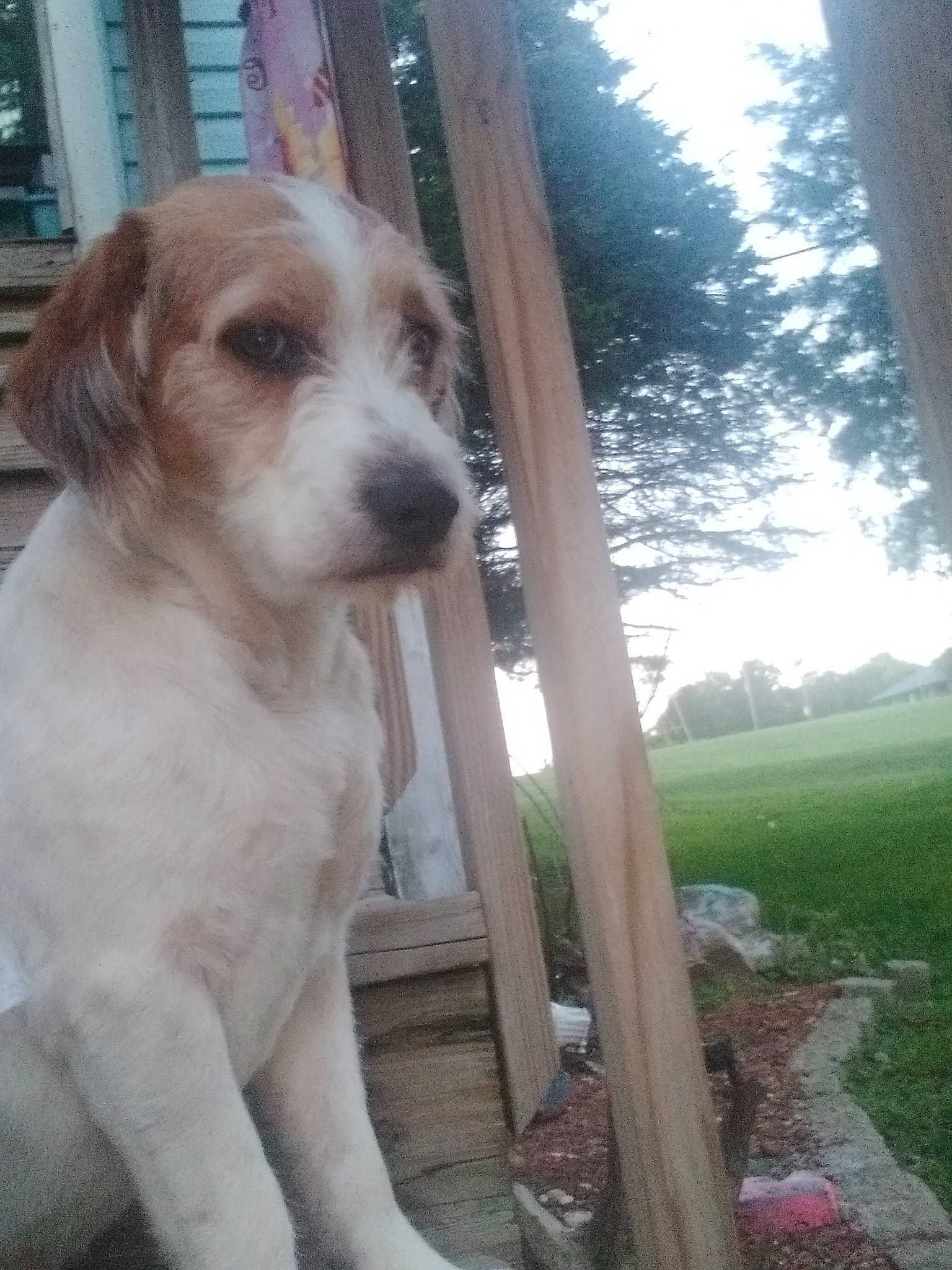 Bentley is registered to the contest to win money with this photo: carnivore, companion_dog, dog, dog_breed, fawn, grass, gun_dog, plant, shade, sky, sporting_group, terrestrial_animal, tints_and_shades, toy_dog, tree, whiskers, wood, working_animal