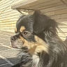 dog, outdoor, sunlight, bench, pavement, black, tan, fur, pet, canine, resting, side_view, quiet, daylight, animal, portrait, nature, calm, closeup, sitting