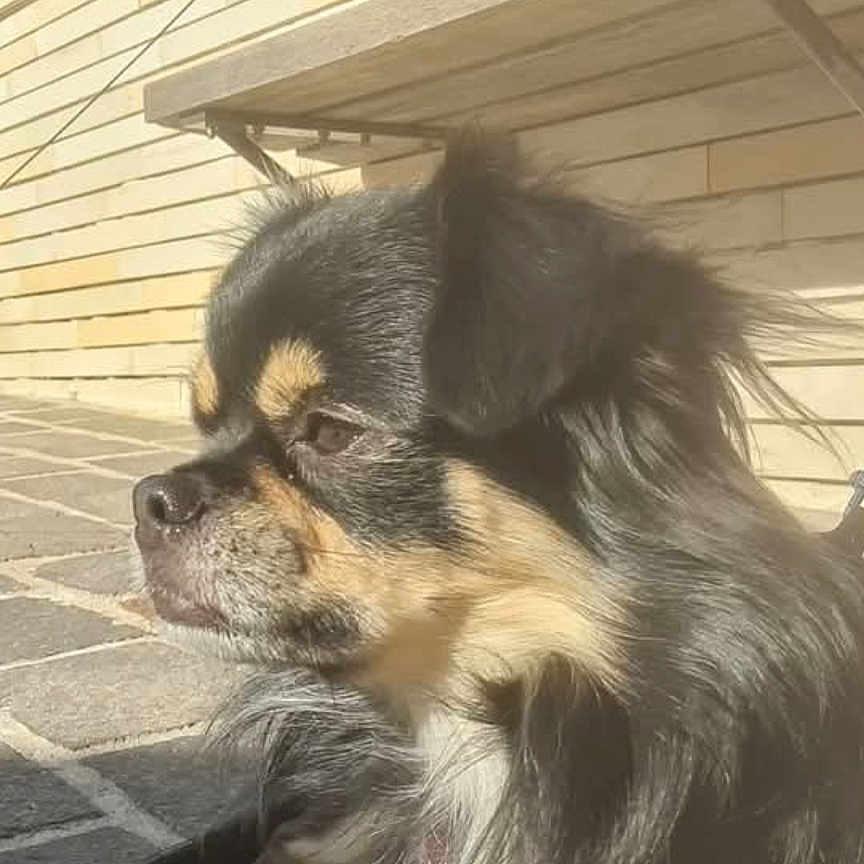 Ari