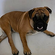 Walter joined the competition — help win amazing prizes! animal, brown_dog, canine, companion, cute, dog, domestic_animal, ears, expression, face, fur, indoor, looking_up, lying_down, mammal, paws, pet, portrait, snout, teeth